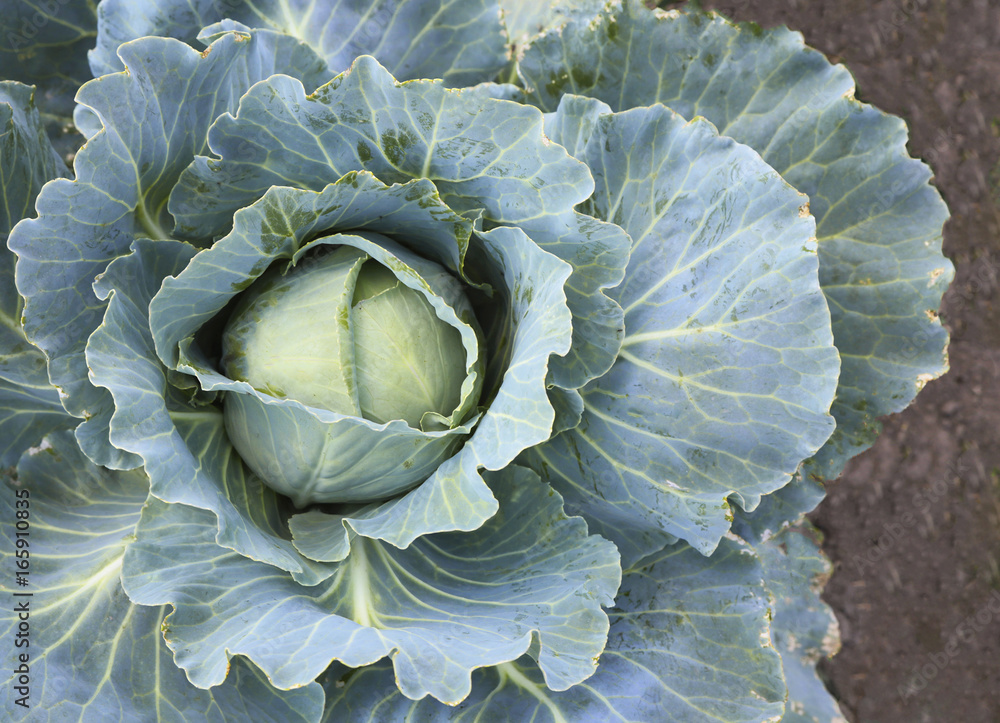 Obraz premium Green cabbage