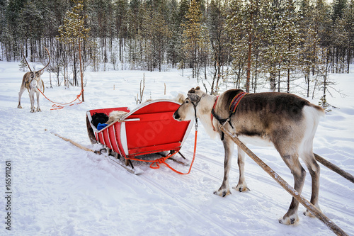 Reindeers with sleigh at winter forest in Lapland Northern Finland © Roman Babakin
