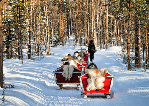 Reindeer sleigh caravan safari with people forest Lapland Northern Finland