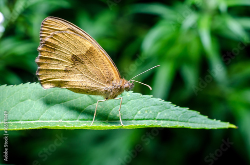 Butterfly on leaf