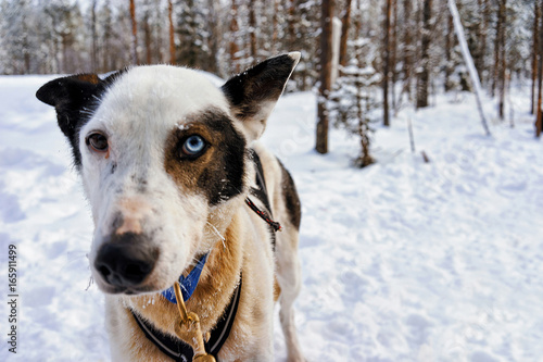 Husky dog at winter Rovaniemi Lapland Northern Finland photo