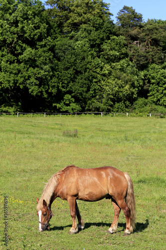Horses on a pasture  Ruegen  Mecklenburg-Western Pomerania  Germany  Europe