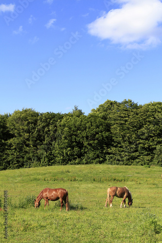 Horses on a pasture, Ruegen, Mecklenburg-Western Pomerania, Germany, Europe