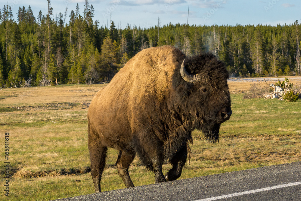 Bison Bulle im Yellowstone Nationalpark, Wyoming Bison Bulle im Yellowstone Nationalpark, Wyoming