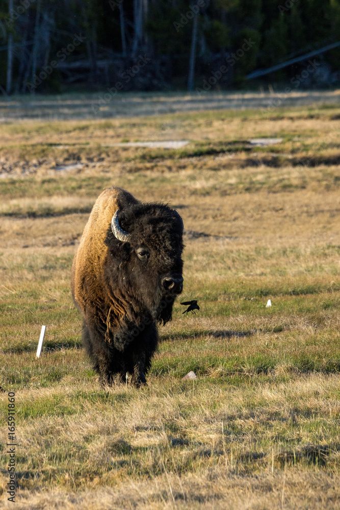  Bison Bulle im Yellowstone Nationalpark, Wyoming
