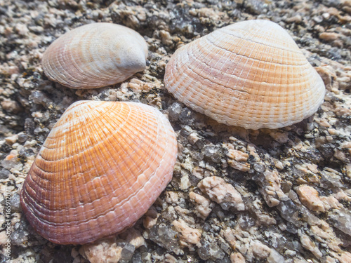 Three shells on stone