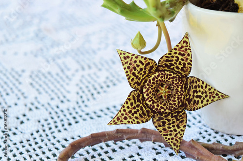 Starfish cactus flower