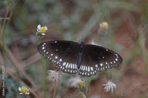 Common crow butterfly (Euploea core) photo