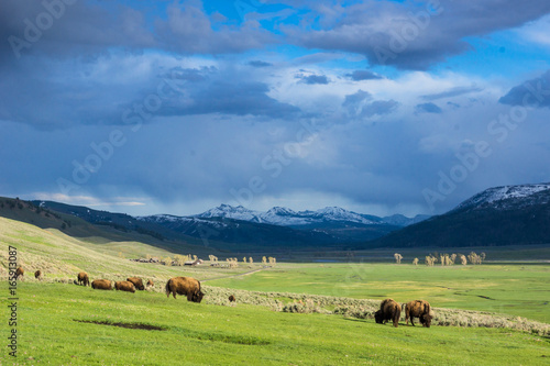 saftig grünes Lamar Valley mit Bison Herde im Yellowstone Nationalpark, Wyoming