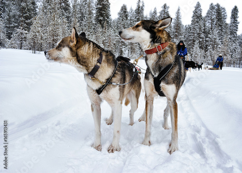 People on Husky dogs sleighs in winter forest Northern Finland