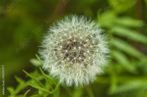 Dandelion