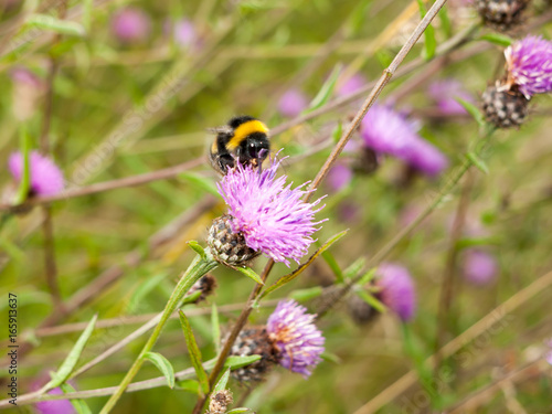 a single bee in detail on a pink thistle © Callum