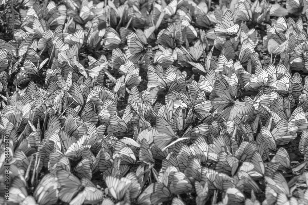 Obraz premium Many white butterflies background