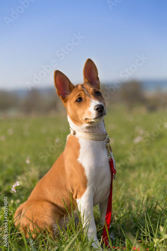Basenji Hund Portrait, im Gras