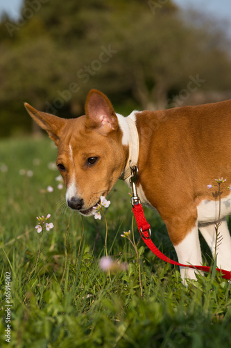 Basenji Hund Portrait  im Gras