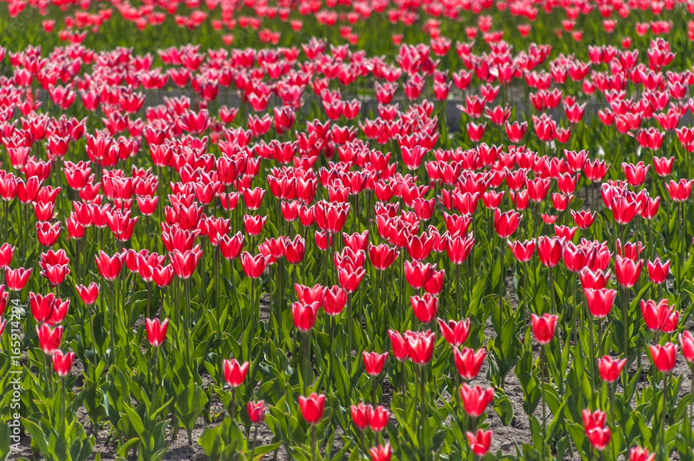 Red tulips with white border