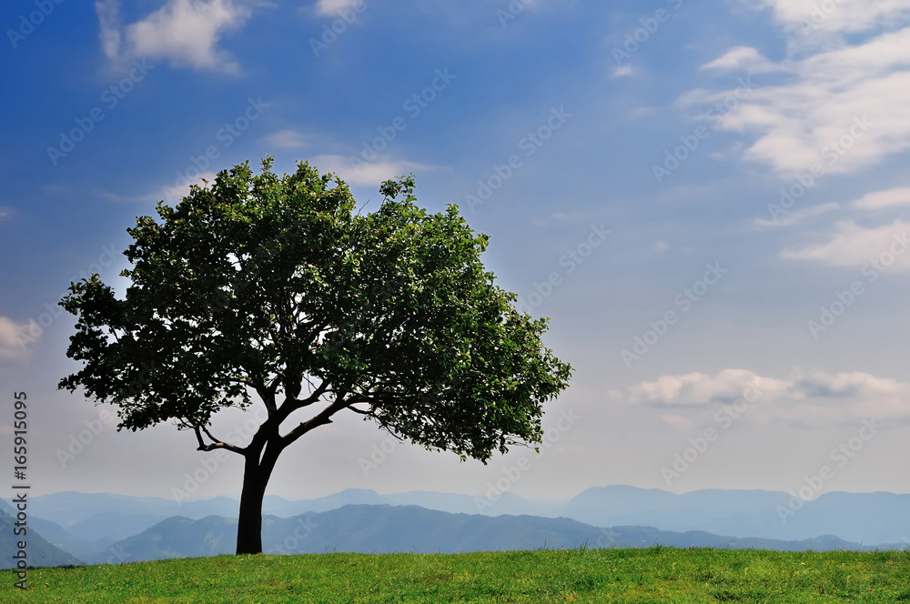 Lonely tree on the alpine meadow Lonely tree on the alpine meadow