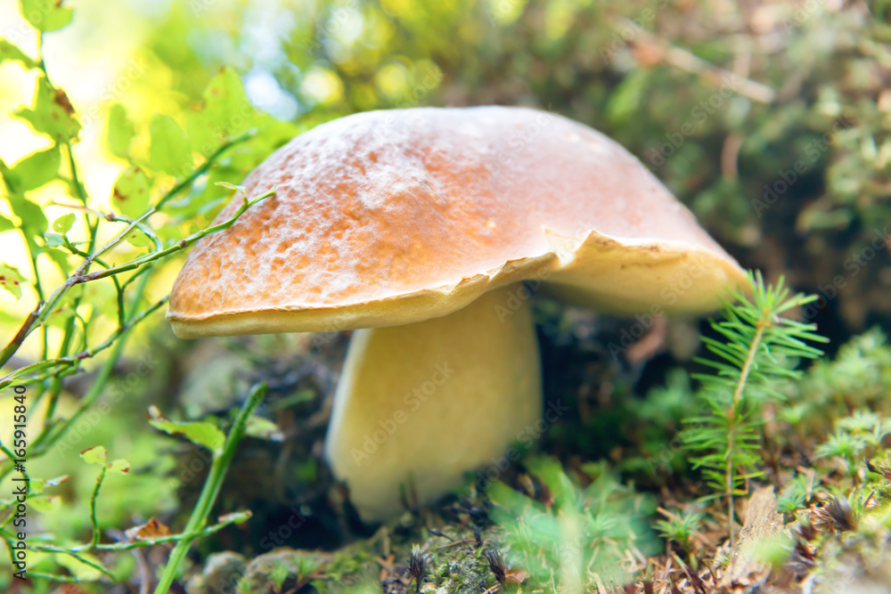 Big fresh mushroom in the forest Big fresh mushroom in the forest