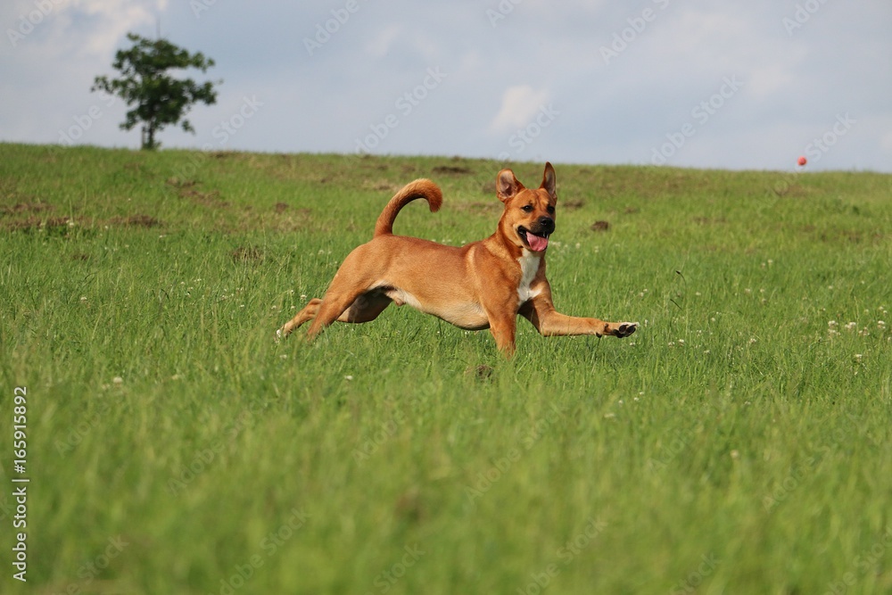 brauner mischlingshund rennt auf einer wiese brauner mischlingshund rennt auf einer wiese