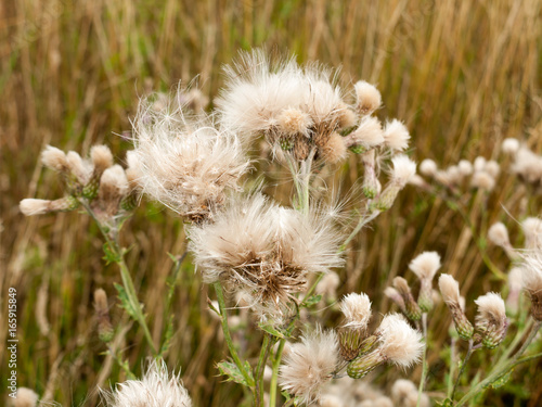 white fluffy milk thistle reed heads swaying in wind