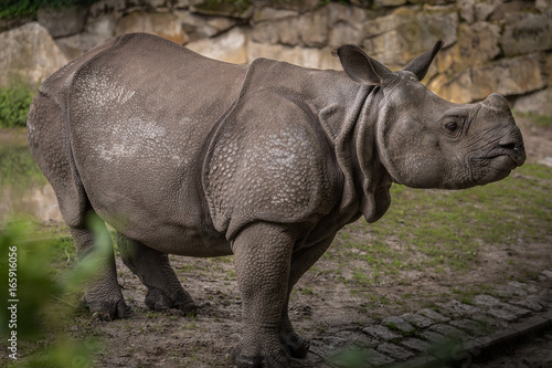 Einzelnes Nashorn   Detailaufnahme