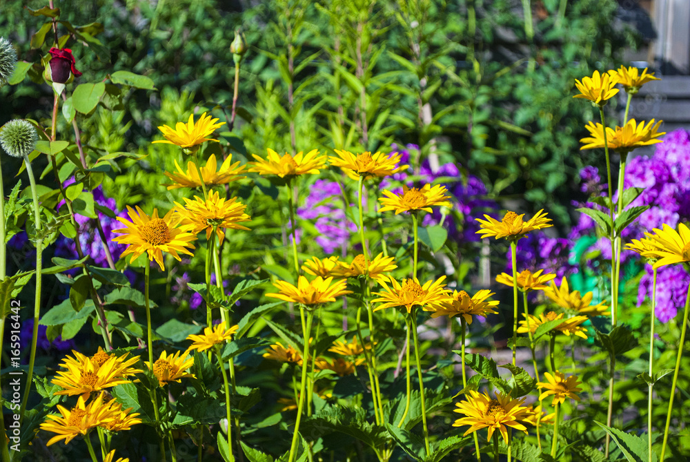 Fototapeta premium Sonnenauge, Heliopsis, und Flammenblumen, Phlox, im Staudengarten im Sommer