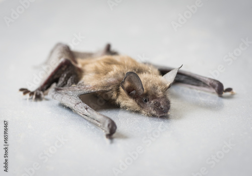 Fototapeta Naklejka Na Ścianę i Meble -  Big Brown Bat