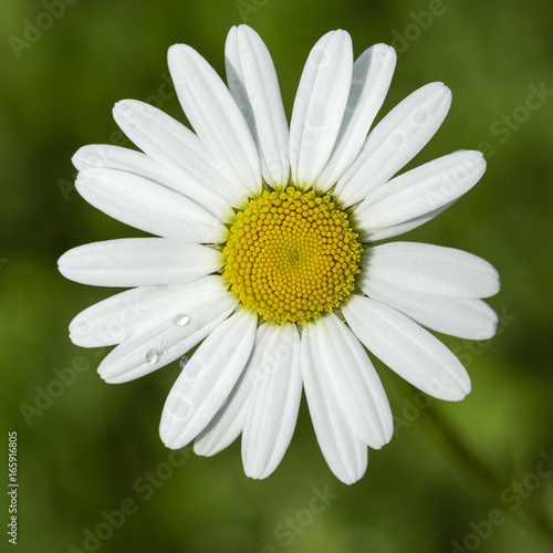 Flower of daisies.