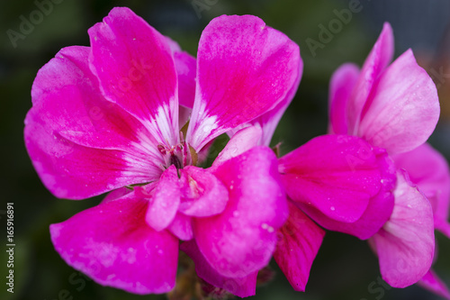 Pink flowers of the pelargonium.