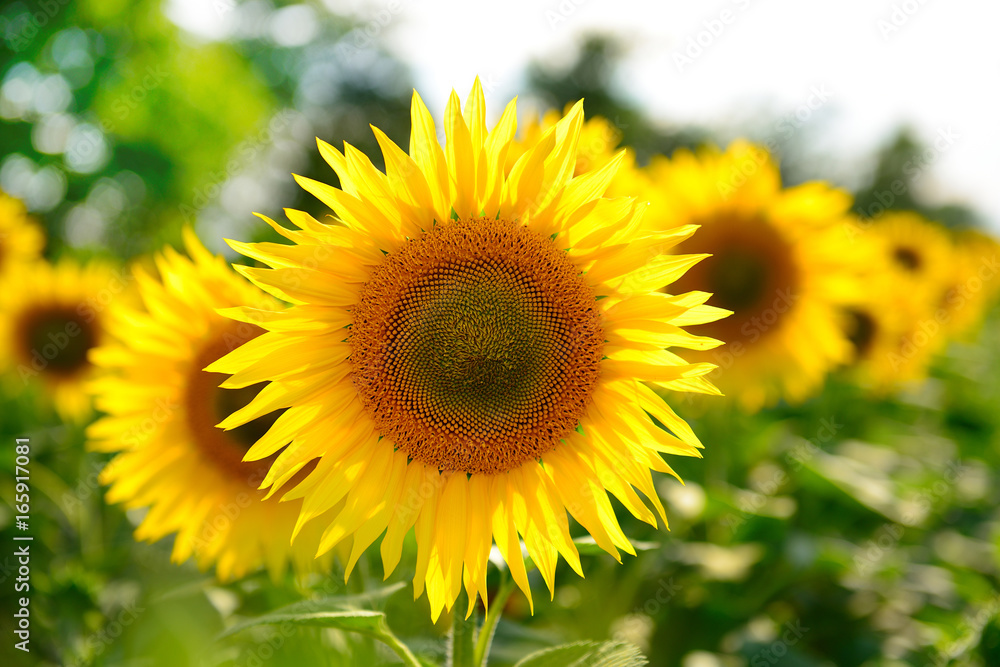 Obraz premium A row of yellow organic sunflowers