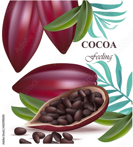 Cocoa beans realistic detailed Vector exotic