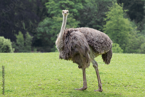 Close portrait of an ostrich standing in a field looking forward against a natural background