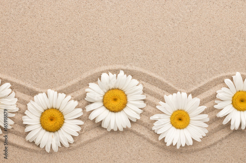 Frame of white daisies on wavy sand. Beautiful foto.