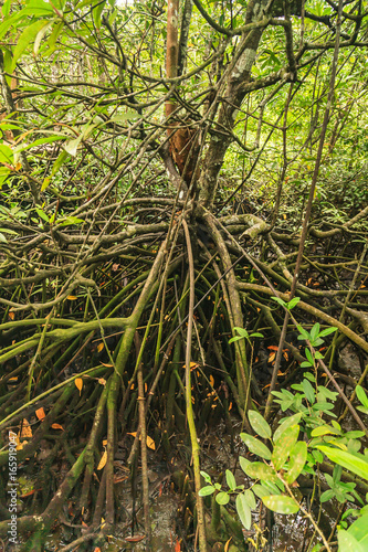 Mangrove Forests