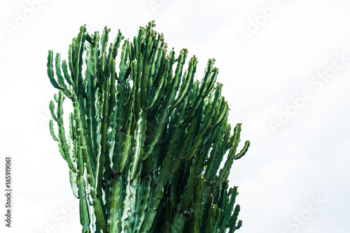 Tall Cactus in white background