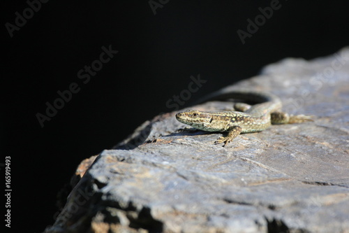 Lézard au soleil © nocidar