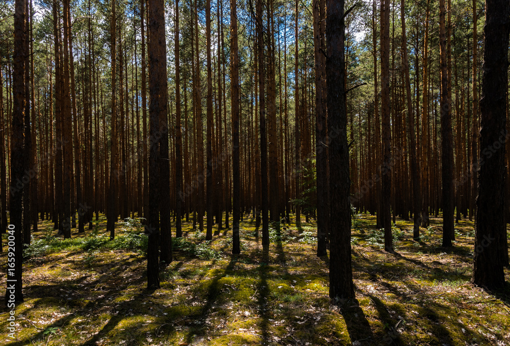 Sunny pine forest