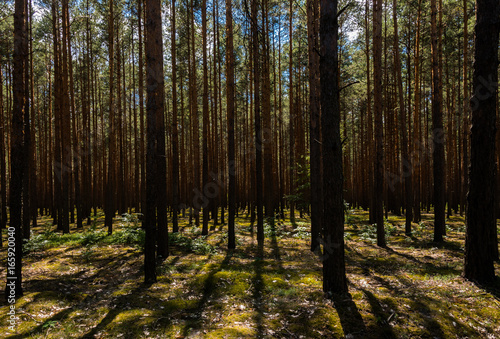 Sunny pine forest © Michael Schroeder