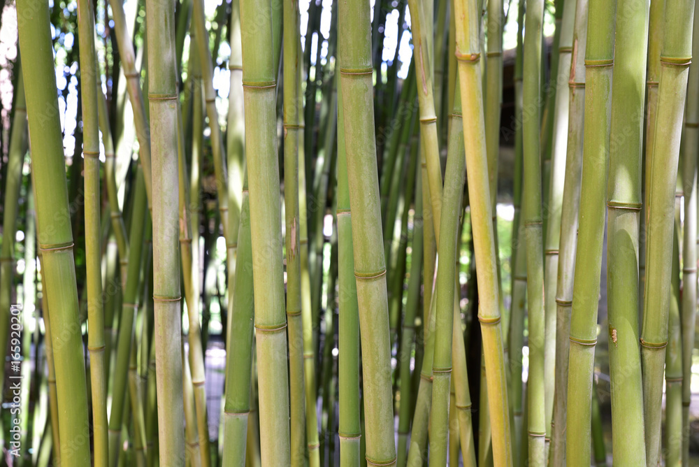 Fototapeta premium Bambous verts et gris au jardin en été