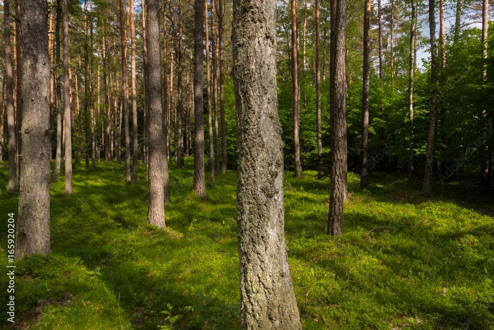 Fototapeta premium Słoneczny las