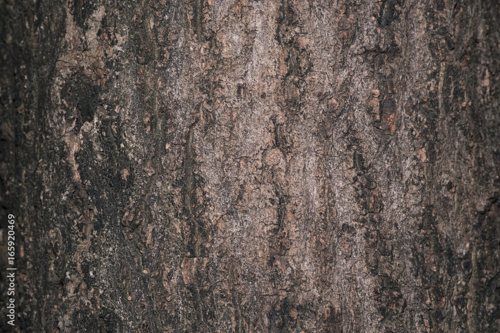 Tree trunk / Abstract texture background of tree trunk. Dark tone. Tree trunk / Abstract texture background of tree trunk. Dark tone.