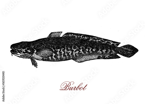Fototapet Vintage engraving of burbot, freshware circumpolar fish, it has a serpent-like body and lives and breeds under ice, its name comes fron Latin as beard, for his chin wisker