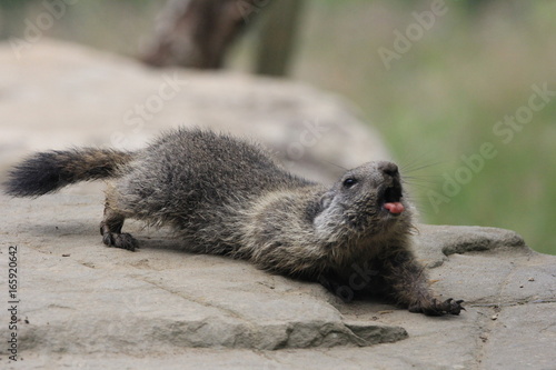 Marmotte au réveil