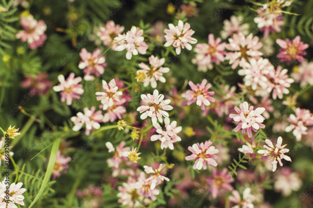 Spring wild flower background. Spring wild flower background.