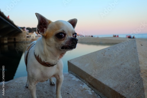 Chihuahua © Margarita