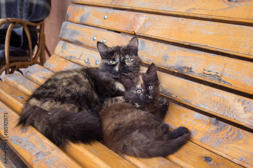 Cat and kitten on the bench