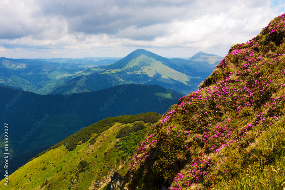 Fototapeta premium Carpathian Rhododendron at the time of flowering.