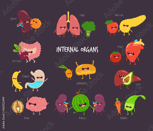 Healthy food for internal organs. Vector illustration. 