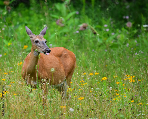Pregnant whitetail deer eating wildflowers in meadow