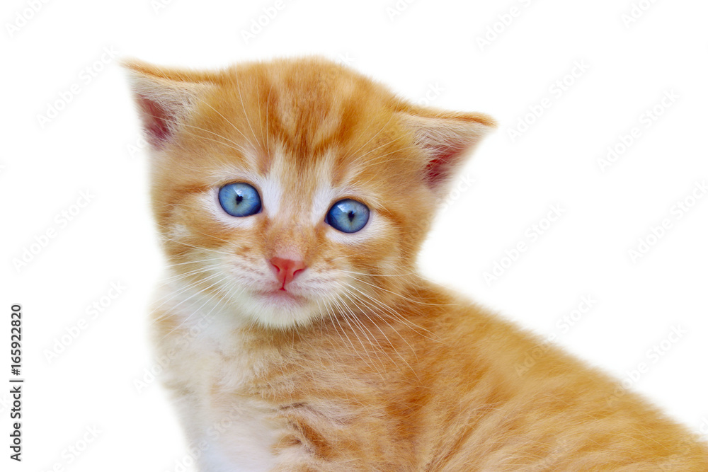 Animals, Pets, Cats concept - Cropped shot of kitten isolated on white background. Cute red kitten isolated over white. Ginger tabby kitten isolated.
Animals, Pets, Cats concept - Cropped shot of kitten isolated on white background. Cute red kitten isolated over white. Ginger tabby kitten isolated.